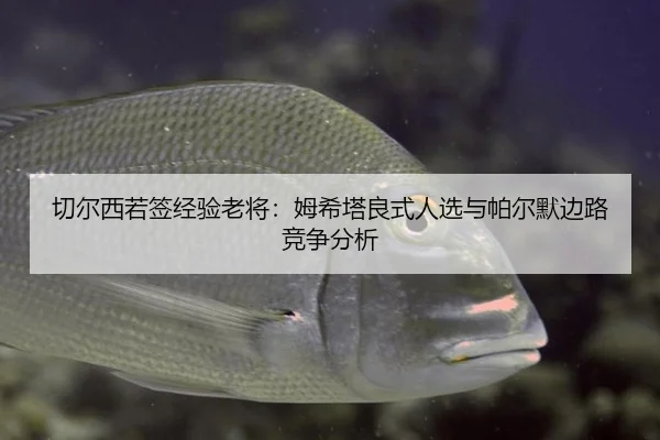 切尔西若签经验老将：姆希塔良式人选与帕尔默边路竞争分析